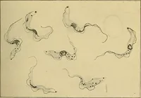 An illustration from A text-book of pathology for students of medicine / by J. George Adami and John McCrae ; illustrated with 304 engravings and 11 colored plates. (1912)