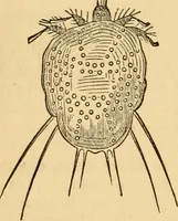 An illustration from The household physician : for the use of families, planters, seamen, and travellers ; being a brief description, in plain language, of all the diseases of men, women, and children, with the newest and most approved methods of curing them / by Ira Warren. (1866)