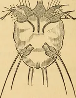 An illustration from The household physician : for the use of families, planters, seamen, and travellers ; being a brief description, in plain language, of all the diseases of men, women, and children, with the newest and most approved methods of curing them / by Ira Warren. (1866)