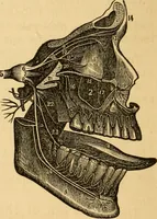 An illustration from The household physician : for the use of families, planters, seamen, and travellers ; being a brief description, in plain language, of all the diseases of men, women, and children, with the newest and most approved methods of curing them / by Ira Warren. (1866)