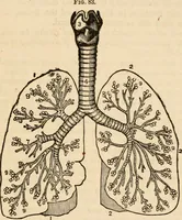 An illustration from The household physician : for the use of families, planters, seamen, and travellers ; being a brief description, in plain language, of all the diseases of men, women, and children, with the newest and most approved methods of curing them / by Ira Warren. (1866)