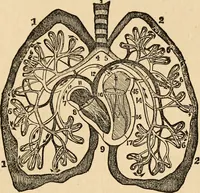 An illustration from The household physician : for the use of families, planters, seamen, and travellers ; being a brief description, in plain language, of all the diseases of men, women, and children, with the newest and most approved methods of curing them / by Ira Warren. (1866)