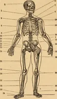 An illustration from The household physician : for the use of families, planters, seamen, and travellers ; being a brief description, in plain language, of all the diseases of men, women, and children, with the newest and most approved methods of curing them / by Ira Warren. (1866)