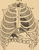 An illustration from The household physician : for the use of families, planters, seamen, and travellers ; being a brief description, in plain language, of all the diseases of men, women, and children, with the newest and most approved methods of curing them / by Ira Warren. (1866)