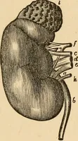 An illustration from The household physician : for the use of families, planters, seamen, and travellers ; being a brief description, in plain language, of all the diseases of men, women, and children, with the newest and most approved methods of curing them / by Ira Warren. (1866)