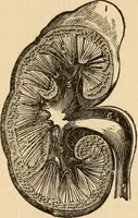 An illustration from The household physician : for the use of families, planters, seamen, and travellers ; being a brief description, in plain language, of all the diseases of men, women, and children, with the newest and most approved methods of curing them / by Ira Warren. (1866)