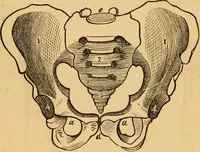 An illustration from The household physician : for the use of families, planters, seamen, and travellers ; being a brief description, in plain language, of all the diseases of men, women, and children, with the newest and most approved methods of curing them / by Ira Warren. (1866)