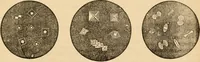 An illustration from The household physician : for the use of families, planters, seamen, and travellers ; being a brief description, in plain language, of all the diseases of men, women, and children, with the newest and most approved methods of curing them / by Ira Warren. (1866)