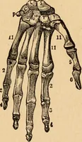 An illustration from The household physician : for the use of families, planters, seamen, and travellers ; being a brief description, in plain language, of all the diseases of men, women, and children, with the newest and most approved methods of curing them / by Ira Warren. (1866)