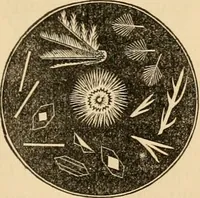 An illustration from The household physician : for the use of families, planters, seamen, and travellers ; being a brief description, in plain language, of all the diseases of men, women, and children, with the newest and most approved methods of curing them / by Ira Warren. (1866)