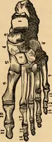 An illustration from The household physician : for the use of families, planters, seamen, and travellers ; being a brief description, in plain language, of all the diseases of men, women, and children, with the newest and most approved methods of curing them / by Ira Warren. (1866)