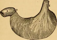 An illustration from The household physician : for the use of families, planters, seamen, and travellers ; being a brief description, in plain language, of all the diseases of men, women, and children, with the newest and most approved methods of curing them / by Ira Warren. (1866)