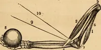An illustration from The household physician : for the use of families, planters, seamen, and travellers ; being a brief description, in plain language, of all the diseases of men, women, and children, with the newest and most approved methods of curing them / by Ira Warren. (1866)