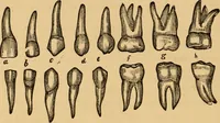 An illustration from The household physician : for the use of families, planters, seamen, and travellers ; being a brief description, in plain language, of all the diseases of men, women, and children, with the newest and most approved methods of curing them / by Ira Warren. (1866)