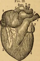 An illustration from The household physician : for the use of families, planters, seamen, and travellers ; being a brief description, in plain language, of all the diseases of men, women, and children, with the newest and most approved methods of curing them / by Ira Warren. (1866)