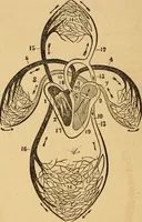An illustration from The household physician : for the use of families, planters, seamen, and travellers ; being a brief description, in plain language, of all the diseases of men, women, and children, with the newest and most approved methods of curing them / by Ira Warren. (1866)