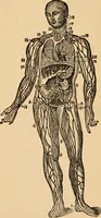 An illustration from The household physician : for the use of families, planters, seamen, and travellers ; being a brief description, in plain language, of all the diseases of men, women, and children, with the newest and most approved methods of curing them / by Ira Warren. (1866)