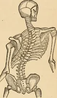 An illustration from The household physician : for the use of families, planters, seamen, and travellers ; being a brief description, in plain language, of all the diseases of men, women, and children, with the newest and most approved methods of curing them / by Ira Warren. (1866)