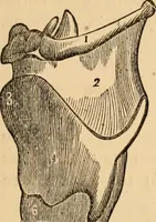 An illustration from The household physician : for the use of families, planters, seamen, and travellers ; being a brief description, in plain language, of all the diseases of men, women, and children, with the newest and most approved methods of curing them / by Ira Warren. (1866)