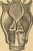An illustration from The household physician : for the use of families, planters, seamen, and travellers ; being a brief description, in plain language, of all the diseases of men, women, and children, with the newest and most approved methods of curing them / by Ira Warren. (1866)