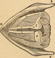 An illustration from The household physician : for the use of families, planters, seamen, and travellers ; being a brief description, in plain language, of all the diseases of men, women, and children, with the newest and most approved methods of curing them / by Ira Warren. (1866)