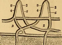 An illustration from The household physician : for the use of families, planters, seamen, and travellers ; being a brief description, in plain language, of all the diseases of men, women, and children, with the newest and most approved methods of curing them / by Ira Warren. (1866)