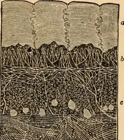 An illustration from The household physician : for the use of families, planters, seamen, and travellers ; being a brief description, in plain language, of all the diseases of men, women, and children, with the newest and most approved methods of curing them / by Ira Warren. (1866)