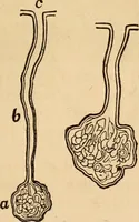 An illustration from The household physician : for the use of families, planters, seamen, and travellers ; being a brief description, in plain language, of all the diseases of men, women, and children, with the newest and most approved methods of curing them / by Ira Warren. (1866)