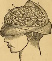 An illustration from The household physician : for the use of families, planters, seamen, and travellers ; being a brief description, in plain language, of all the diseases of men, women, and children, with the newest and most approved methods of curing them / by Ira Warren. (1866)