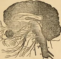 An illustration from The household physician : for the use of families, planters, seamen, and travellers ; being a brief description, in plain language, of all the diseases of men, women, and children, with the newest and most approved methods of curing them / by Ira Warren. (1866)
