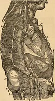 An illustration from The household physician : for the use of families, planters, seamen, and travellers ; being a brief description, in plain language, of all the diseases of men, women, and children, with the newest and most approved methods of curing them / by Ira Warren. (1866)