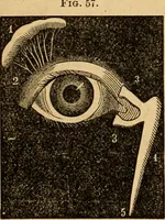 An illustration from The household physician : for the use of families, planters, seamen, and travellers ; being a brief description, in plain language, of all the diseases of men, women, and children, with the newest and most approved methods of curing them / by Ira Warren. (1866)