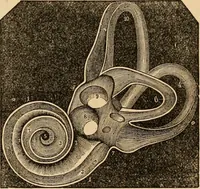 An illustration from The household physician : for the use of families, planters, seamen, and travellers ; being a brief description, in plain language, of all the diseases of men, women, and children, with the newest and most approved methods of curing them / by Ira Warren. (1866)