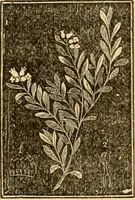 An illustration from The household physician : for the use of families, planters, seamen, and travellers ; being a brief description, in plain language, of all the diseases of men, women, and children, with the newest and most approved methods of curing them / by Ira Warren. (1866)