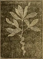 An illustration from The household physician : for the use of families, planters, seamen, and travellers ; being a brief description, in plain language, of all the diseases of men, women, and children, with the newest and most approved methods of curing them / by Ira Warren. (1866)