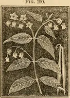 An illustration from The household physician : for the use of families, planters, seamen, and travellers ; being a brief description, in plain language, of all the diseases of men, women, and children, with the newest and most approved methods of curing them / by Ira Warren. (1866)