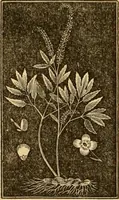 An illustration from The household physician : for the use of families, planters, seamen, and travellers ; being a brief description, in plain language, of all the diseases of men, women, and children, with the newest and most approved methods of curing them / by Ira Warren. (1866)
