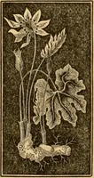 An illustration from The household physician : for the use of families, planters, seamen, and travellers ; being a brief description, in plain language, of all the diseases of men, women, and children, with the newest and most approved methods of curing them / by Ira Warren. (1866)