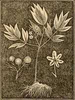 An illustration from The household physician : for the use of families, planters, seamen, and travellers ; being a brief description, in plain language, of all the diseases of men, women, and children, with the newest and most approved methods of curing them / by Ira Warren. (1866)