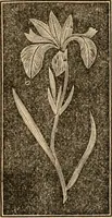 An illustration from The household physician : for the use of families, planters, seamen, and travellers ; being a brief description, in plain language, of all the diseases of men, women, and children, with the newest and most approved methods of curing them / by Ira Warren. (1866)