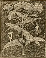 An illustration from The household physician : for the use of families, planters, seamen, and travellers ; being a brief description, in plain language, of all the diseases of men, women, and children, with the newest and most approved methods of curing them / by Ira Warren. (1866)