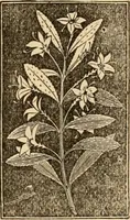 An illustration from The household physician : for the use of families, planters, seamen, and travellers ; being a brief description, in plain language, of all the diseases of men, women, and children, with the newest and most approved methods of curing them / by Ira Warren. (1866)