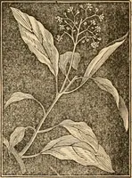 An illustration from The household physician : for the use of families, planters, seamen, and travellers ; being a brief description, in plain language, of all the diseases of men, women, and children, with the newest and most approved methods of curing them / by Ira Warren. (1866)