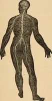 An illustration from The household physician : for the use of families, planters, seamen, and travellers ; being a brief description, in plain language, of all the diseases of men, women, and children, with the newest and most approved methods of curing them / by Ira Warren. (1866)