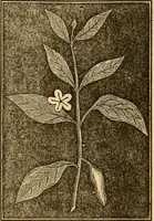 An illustration from The household physician : for the use of families, planters, seamen, and travellers ; being a brief description, in plain language, of all the diseases of men, women, and children, with the newest and most approved methods of curing them / by Ira Warren. (1866)