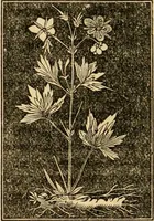 An illustration from The household physician : for the use of families, planters, seamen, and travellers ; being a brief description, in plain language, of all the diseases of men, women, and children, with the newest and most approved methods of curing them / by Ira Warren. (1866)