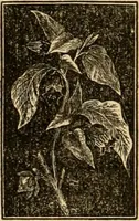 An illustration from The household physician : for the use of families, planters, seamen, and travellers ; being a brief description, in plain language, of all the diseases of men, women, and children, with the newest and most approved methods of curing them / by Ira Warren. (1866)