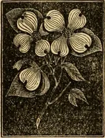 An illustration from The household physician : for the use of families, planters, seamen, and travellers ; being a brief description, in plain language, of all the diseases of men, women, and children, with the newest and most approved methods of curing them / by Ira Warren. (1866)