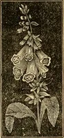 An illustration from The household physician : for the use of families, planters, seamen, and travellers ; being a brief description, in plain language, of all the diseases of men, women, and children, with the newest and most approved methods of curing them / by Ira Warren. (1866)