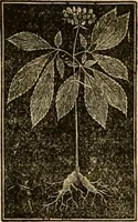 An illustration from The household physician : for the use of families, planters, seamen, and travellers ; being a brief description, in plain language, of all the diseases of men, women, and children, with the newest and most approved methods of curing them / by Ira Warren. (1866)